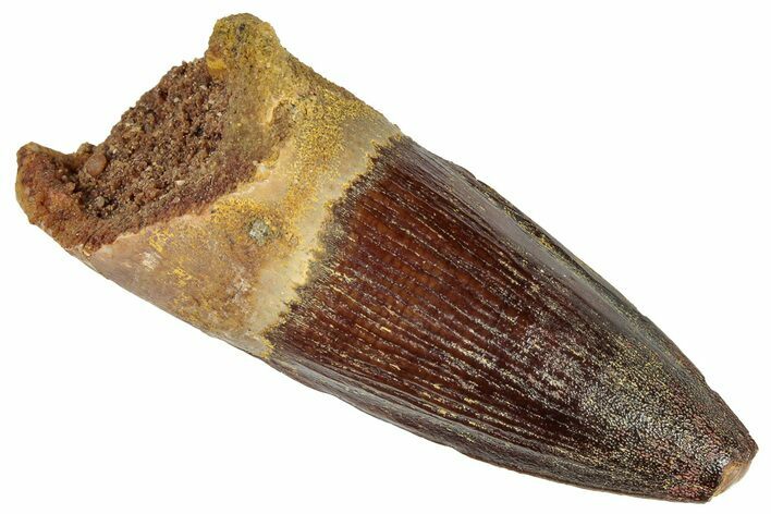 Fossil Spinosaurus Tooth - Real Dinosaur Tooth #305586